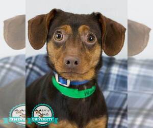 Chiweenie Dogs for adoption in Kennesaw, GA, USA