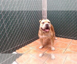 Mutt Dogs for adoption in Downey, CA, USA