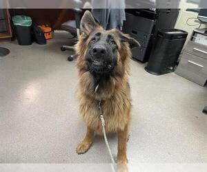 German Shepherd Dog Dogs for adoption in Pasadena, CA, USA