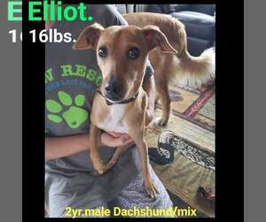 Dachshund Dogs for adoption in Tomah, WI, USA