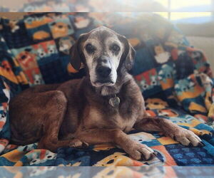 Labbe Dogs for adoption in Louisville, KY, USA