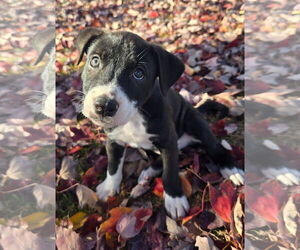 Labrador Retriever-Unknown Mix Dogs for adoption in Alexander, AR, USA