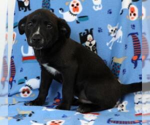 Borador Dogs for adoption in Morton Grove, IL, USA