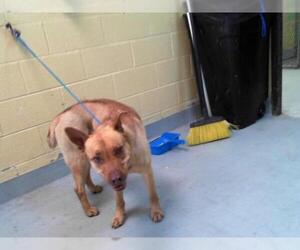 German Shepherd Dog-Unknown Mix Dogs for adoption in Tulsa, OK, USA