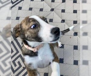 Black Mouth Cur-Labrador Retriever Mix Dogs for adoption in Coventry, CT, USA