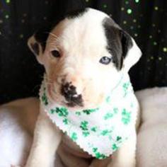 Medium Photo #1 American Pit Bull Terrier-Labrador Retriever Mix Puppy For Sale in Kettering, OH, USA