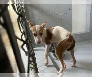 American Pit Bull Terrier-Unknown Mix Dogs for adoption in Augusta, GA, USA