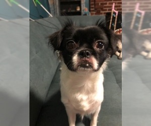 Japanese Chin Dogs for adoption in Cool Ridge, WV, USA