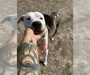 American Staffordshire Terrier-Unknown Mix Dogs for adoption in San Antonio, TX, USA