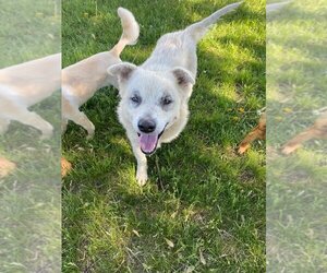 Borador Dogs for adoption in Buffalo, MN, USA