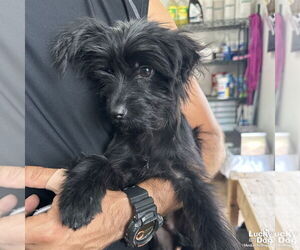 Mutt Dogs for adoption in Washington, DC, USA