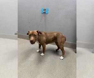 American Pit Bull Terrier-Unknown Mix Dogs for adoption in Las Vegas, NV, USA