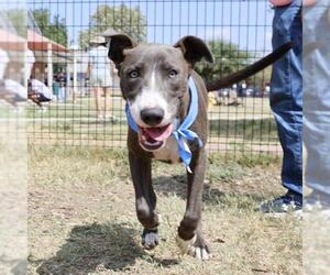 Mutt Dogs for adoption in San Antonio, TX, USA