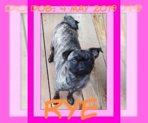 Pug Dogs for adoption in Sebec, ME, USA