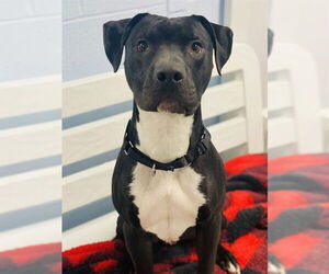 Mutt Dogs for adoption in Westminster, MD, USA