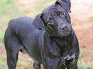 Labrador Retriever-Unknown Mix Dogs for adoption in Tallahassee, FL, USA