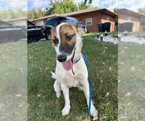 Australian Shepherd-Unknown Mix Dogs for adoption in Oklahoma City, OK, USA
