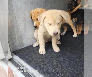 German Shepherd Dog-Unknown Mix Dogs for adoption in San Antonio, TX, USA