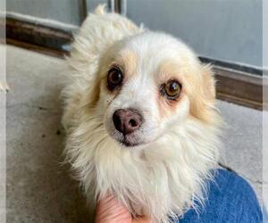 Chihuahua-Unknown Mix Dogs for adoption in Stockton, CA, USA