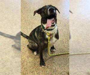 Border Collie-Greyhound Mix Dogs for adoption in Springfield, MA, USA