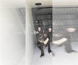 American Pit Bull Terrier Dogs for adoption in Houston, TX, USA