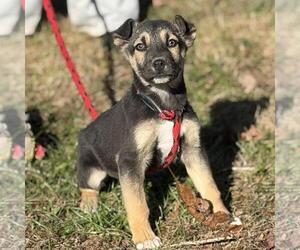 Mutt Dogs for adoption in Yardley, PA, USA