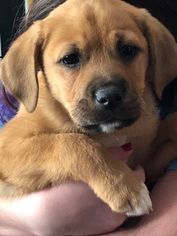 Medium Photo #1 Beagle-Unknown Mix Puppy For Sale in Danbury, CT, USA