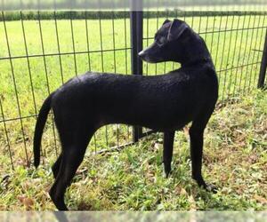 Italian Greyhound-Unknown Mix Dogs for adoption in Okeechobee, FL, USA