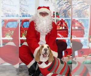 Basset Hound Dogs for adoption in Brookville, OH, USA