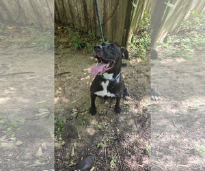 Labrador Retriever-Unknown Mix Dogs for adoption in Jackson, MS, USA