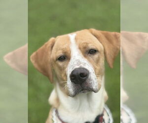 Beagle-Vizsla Mix Dogs for adoption in Attalka, AL, USA