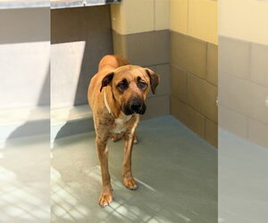 German Shepherd Dog-Unknown Mix Dogs for adoption in Riverside, CA, USA