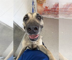 German Shepherd Dog Dogs for adoption in San Bernardino, CA, USA