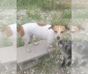 Jack Russell Terrier-Unknown Mix Dogs for adoption in Bolivar, MO, USA