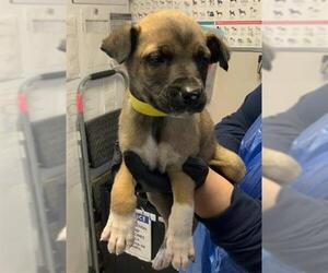 German Shepherd Dog-Unknown Mix Dogs for adoption in Visalia, CA, USA