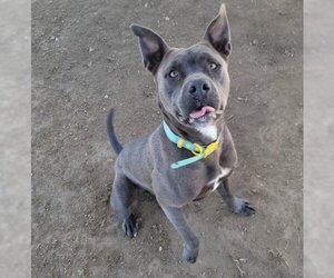 Staffordshire Bull Terrier Dogs for adoption in Bakersfield, CA, USA
