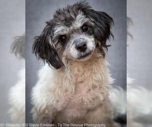 Havanese Dogs for adoption in Anchorage, AK, USA