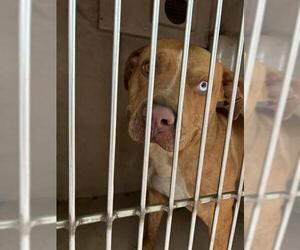 Staffordshire Bull Terrier-Unknown Mix Dogs for adoption in Oklahoma City, OK, USA