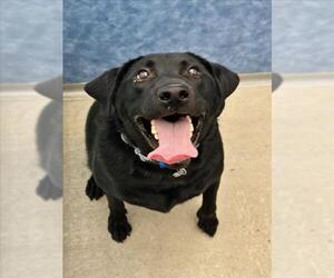 Labrador Retriever Dogs for adoption in Fort Collins, CO, USA