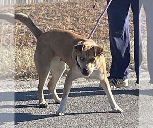 Labrador Retriever-Siberian Husky Mix Dogs for adoption in Rockaway, NJ, USA