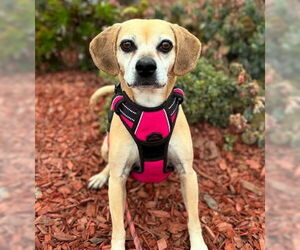 Puggle Dogs for adoption in Ventura, CA, USA
