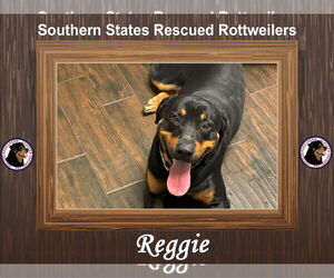 Rottweiler Dogs for adoption in White Hall, AR, USA