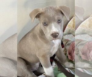 Labrador Retriever-Unknown Mix Dogs for adoption in Rockaway, NJ, USA