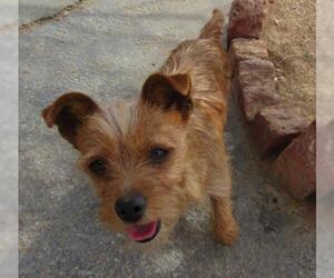 Norfolk Terrier Dogs for adoption in Apple Valley, CA, USA