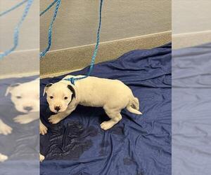 Mutt Dogs for adoption in Las Vegas, NV, USA