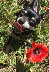Miniature Pinscher Dogs for adoption in REDDING, CA, USA