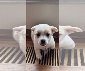 Chihuahua-Unknown Mix Dogs for adoption in Holly Springs, NC, USA