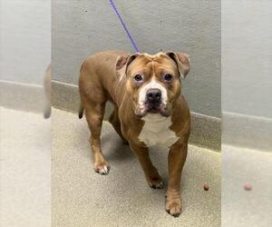 Mutt Dogs for adoption in Las Vegas, NV, USA