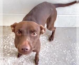 Doberman Pinscher-Unknown Mix Dogs for adoption in Houston, TX, USA