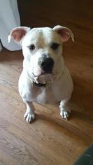 Bulldog Dogs for adoption in Williston, VT, USA